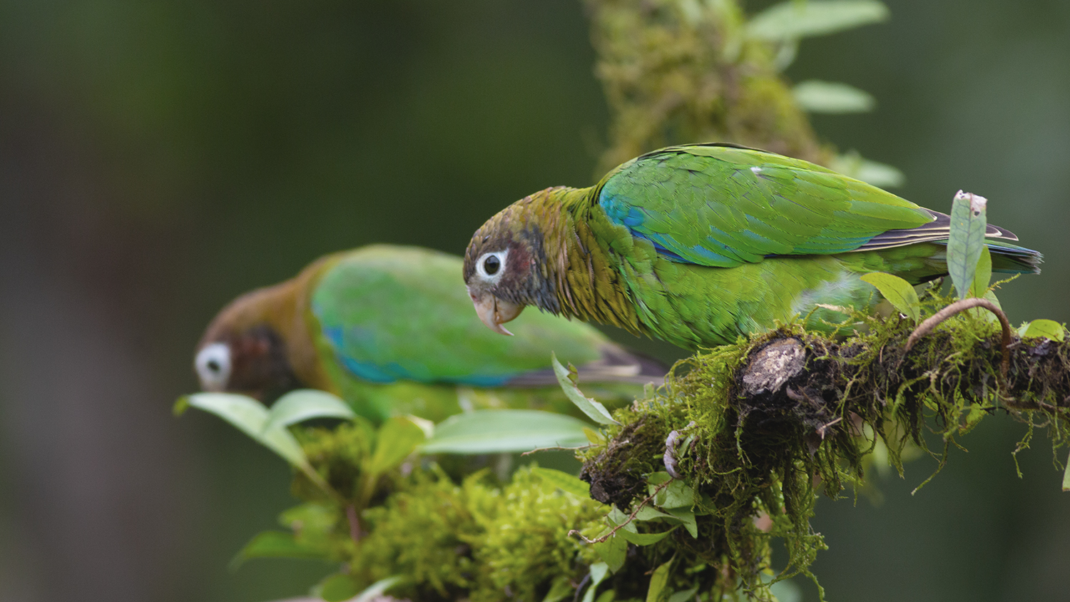 Brown-hooded Parrot